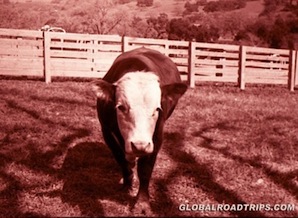 Ray Kroc Ranch Santa Ynez